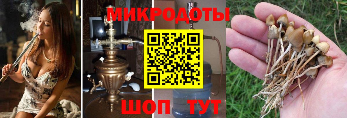 Галлюциногенные грибы Psilocybe Ишимбай